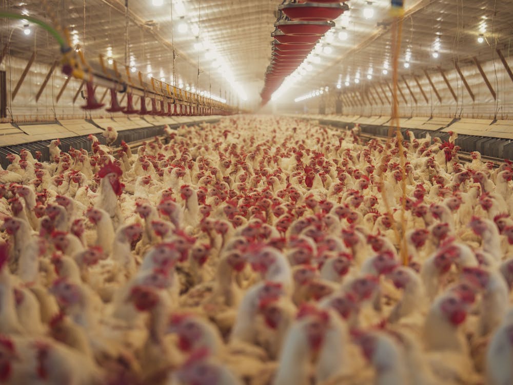 pexels-photo-35877061-2